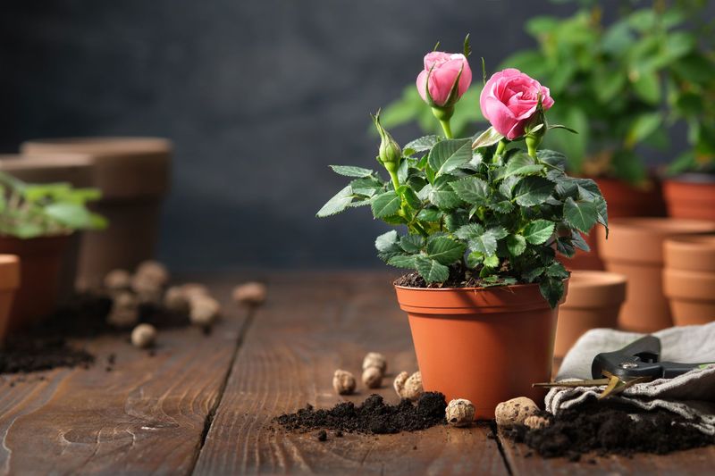 Move Potted Roses To Shadier Locations During Peak Heat
