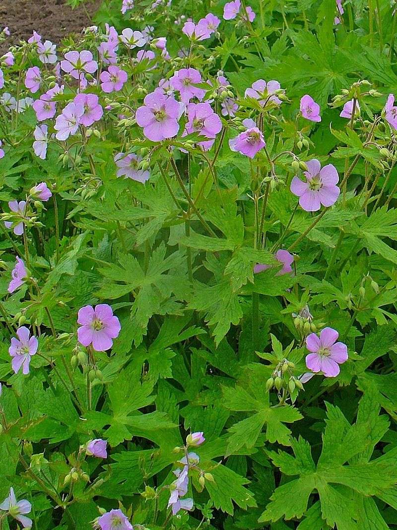Wild Geranium (Geranium maculatum)