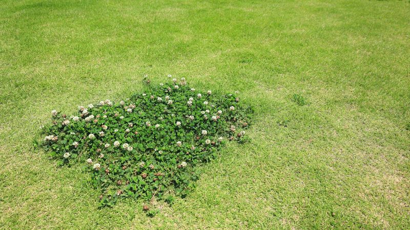 Mistake: Too Much Phosphorus