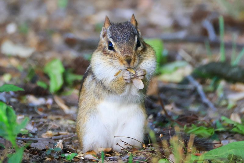 Chipmunks Can Move Seeds Without Becoming Garden Benefactors