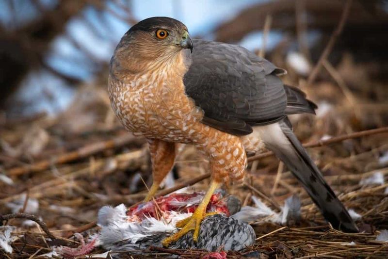 The hawk is following opportunity, not declaring war on your yard