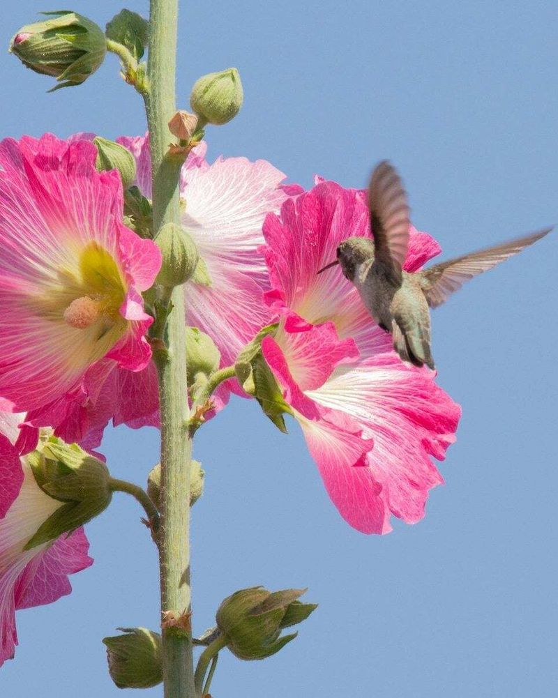 Hollyhocks (Alcea)