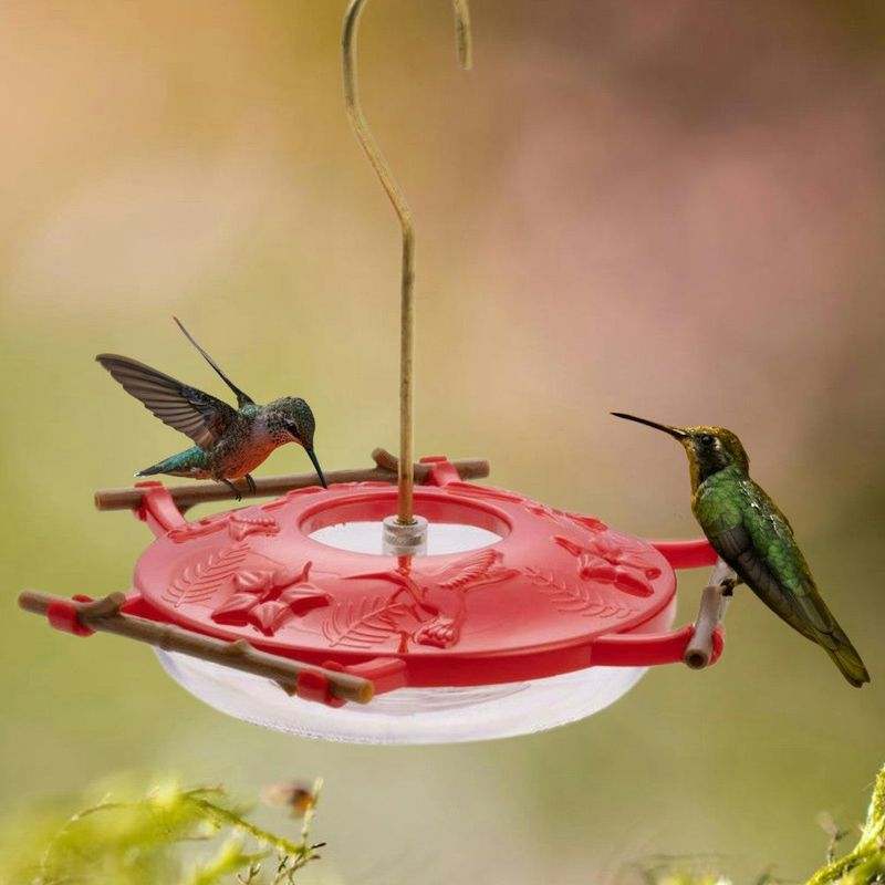 Comfortable Feeding For Hummingbirds