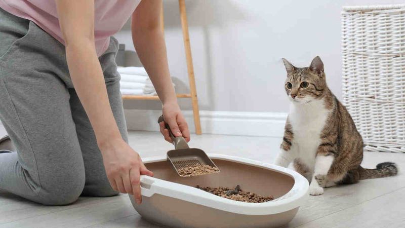 Pet Waste and Kitty Litter