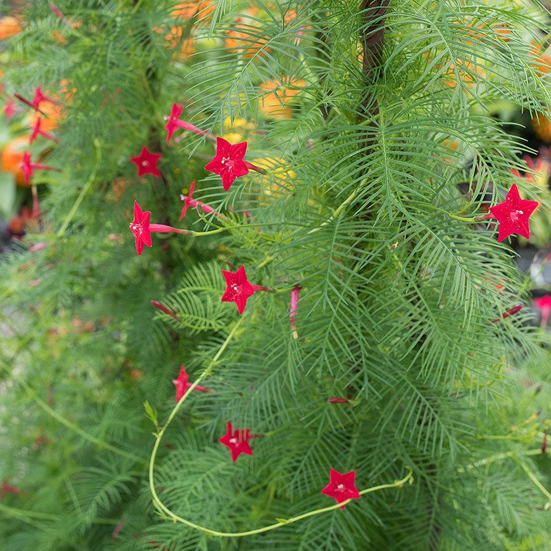 Cypress Vine (Ipomoea quamoclit)