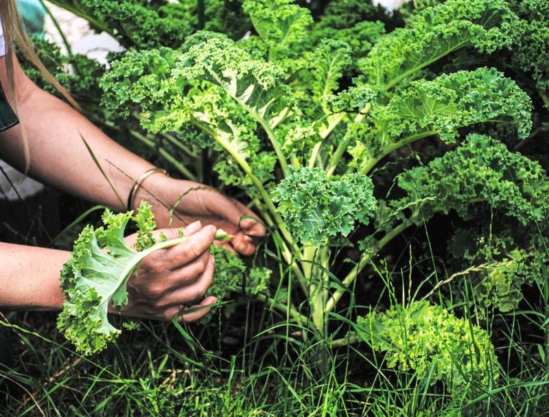 Harvest the outside while protecting the center