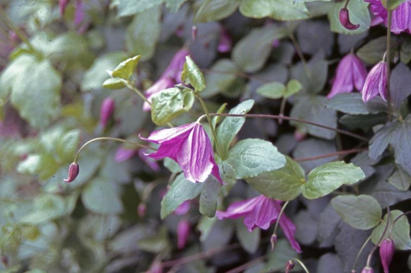 Italian Leather Flower (Clematis viticella)