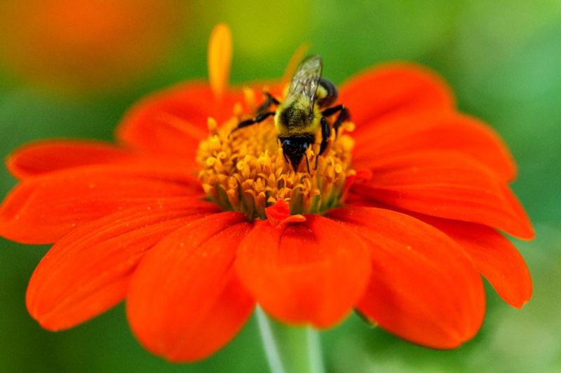What pollinator activity you may see in the right conditions