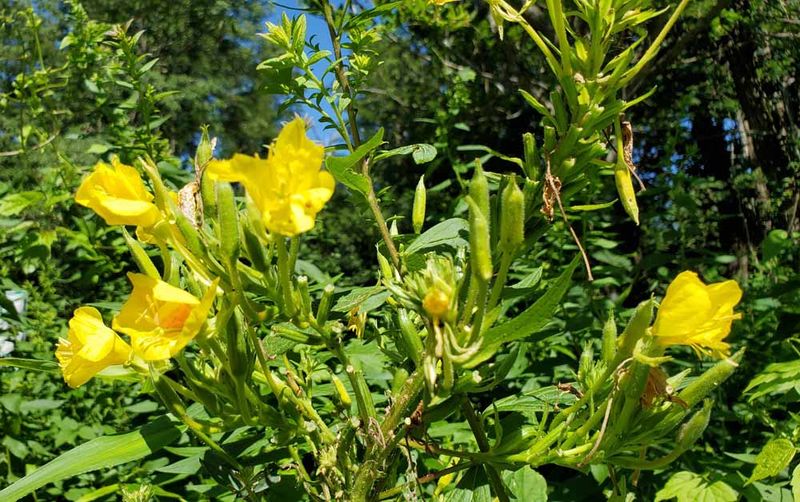 Common evening primrose offers a useful native habitat choice