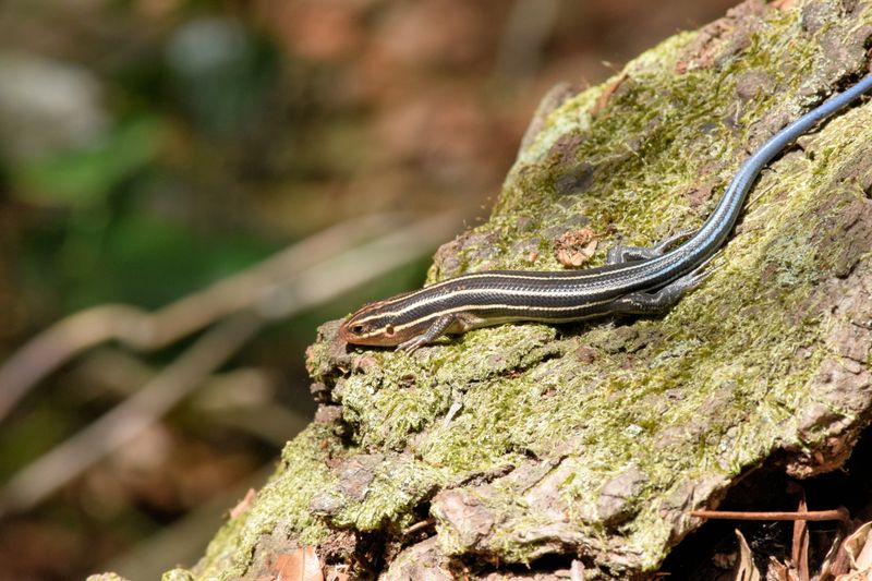 Lizards