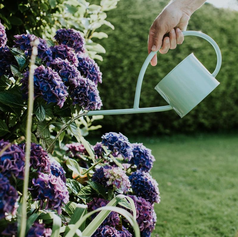 Water during a dry fall, not by a frost-date formula