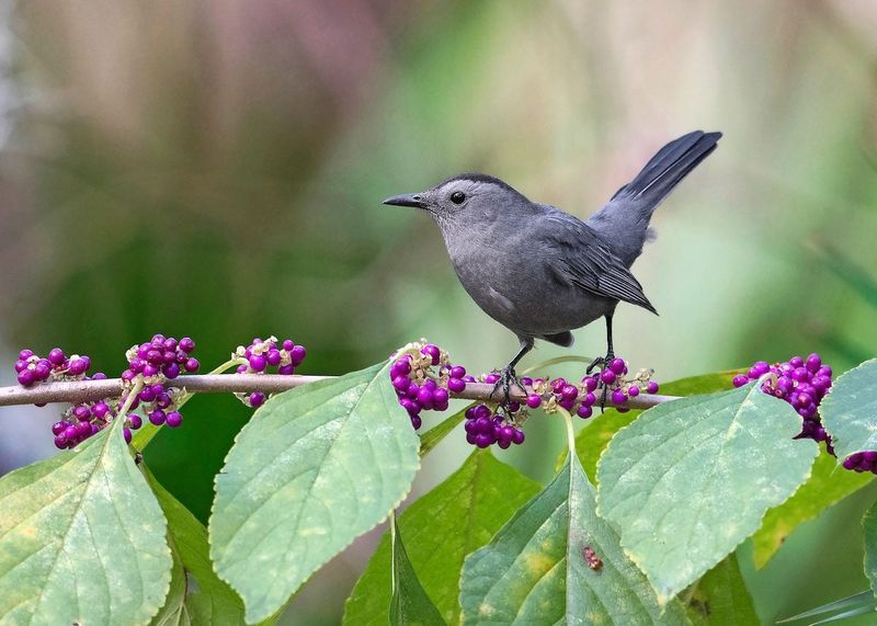 Consider other native plants for wildlife—not as tick remedies