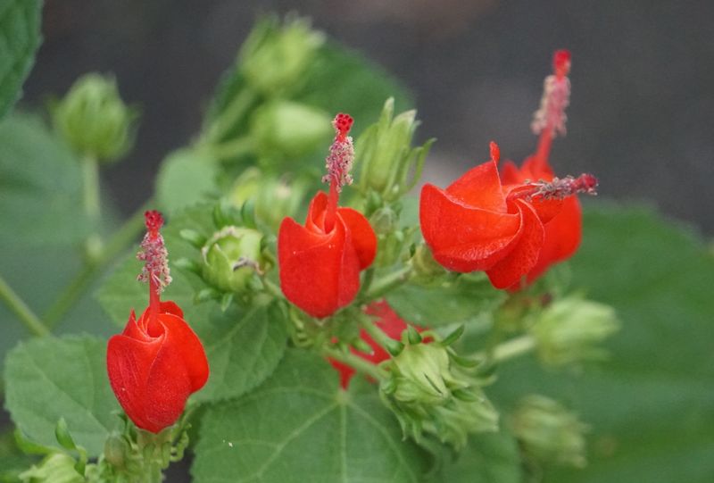 Red Turk's Cap (Malvaviscus arboreus)