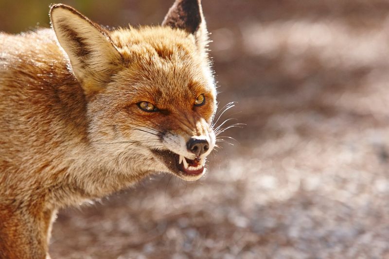 Know when a fox encounter needs outside help