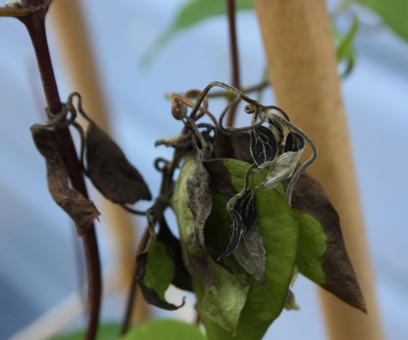 Address Clematis Wilt Promptly