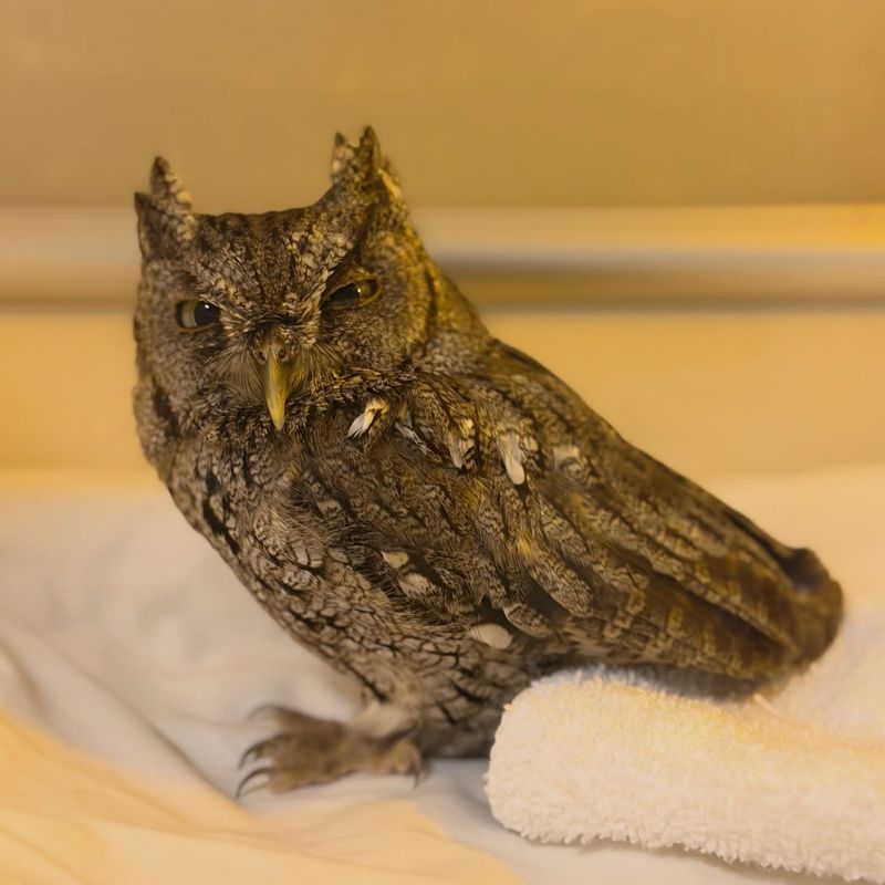 Assess a grounded owl before deciding it needs rescue