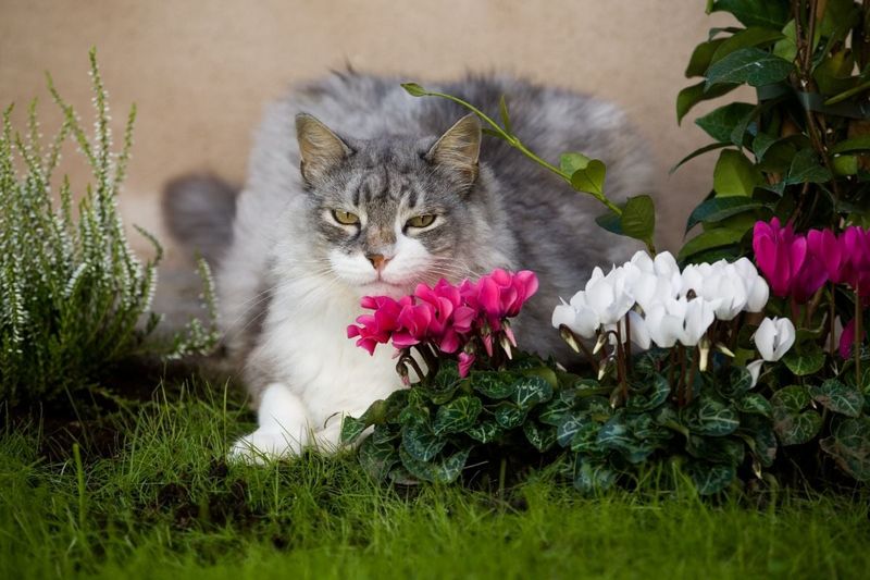 Keep the plant away from mouths