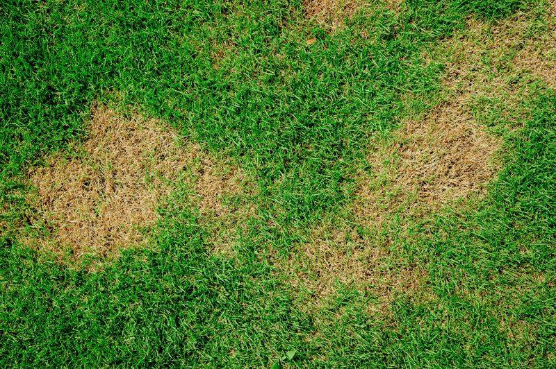 Your Soil Lacks Essential Nutrients