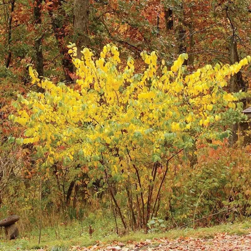 Spicebush (Lindera benzoin)