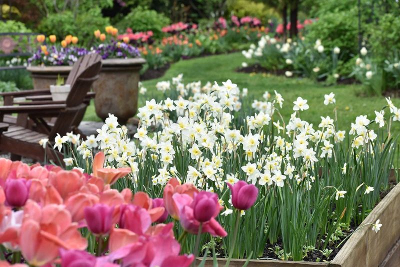 A well-drained site gives bulbs a better start