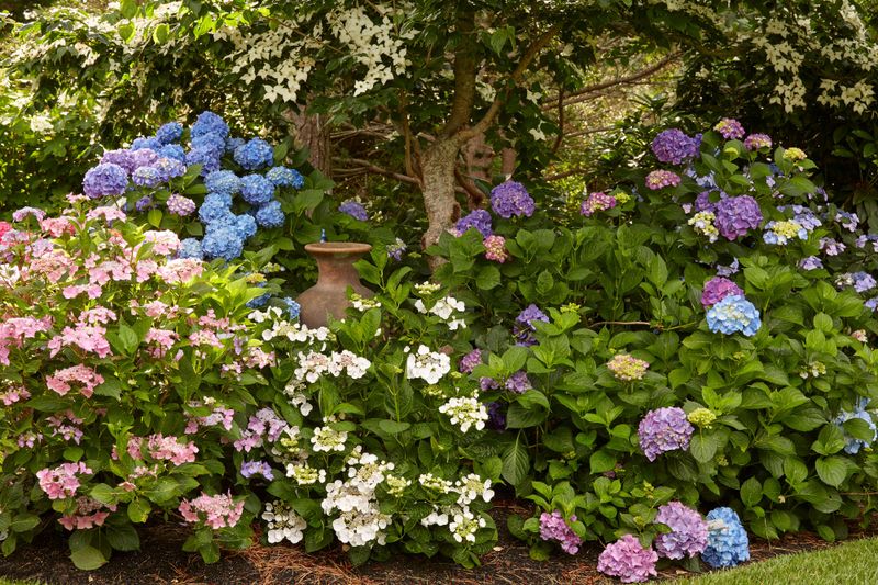 Light and Nitrogen Can Favor Foliage Over Flowers