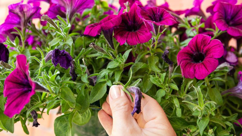 Match the fix to the petunia and the problem