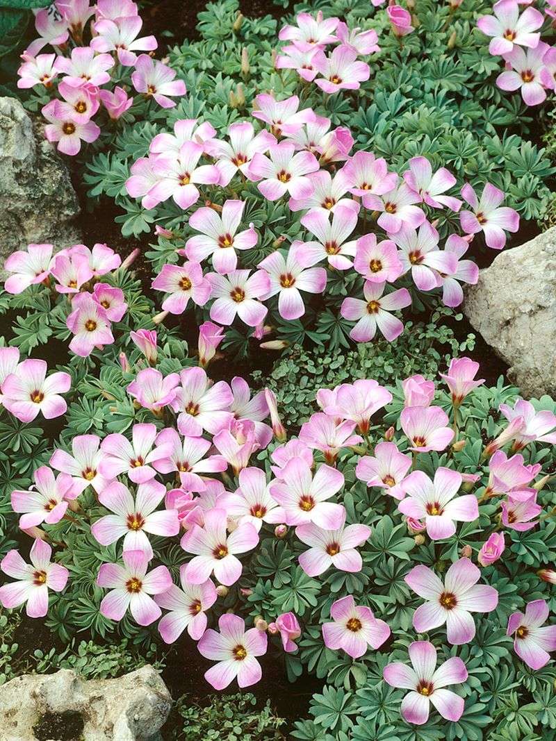 Oxalis adenophylla (Silver Shamrock)