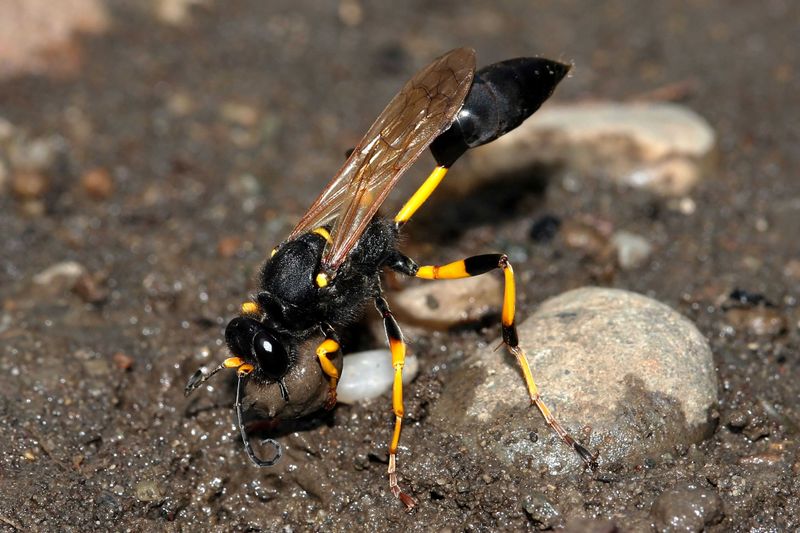 Why a Correctly Identified Mud Dauber Usually Keeps Its Distance
