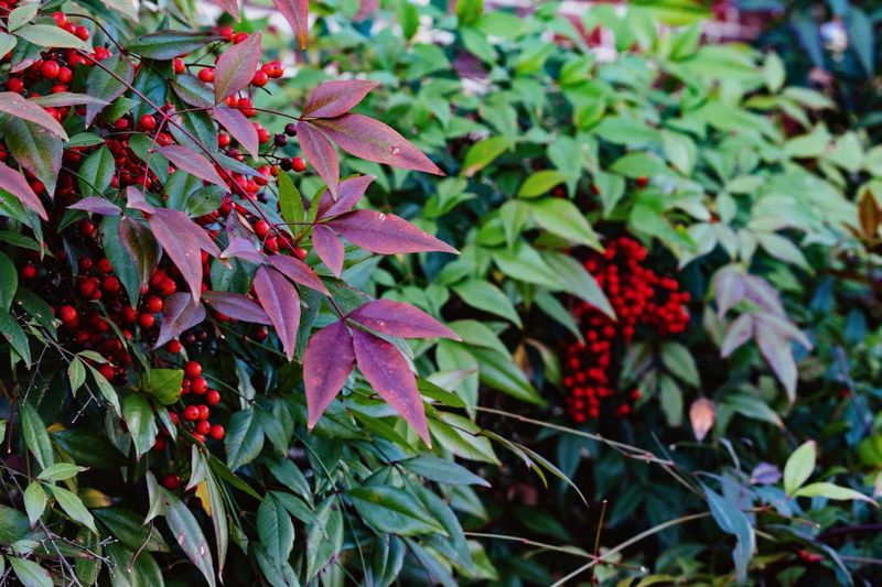 Use a conditional decision: manage lower-risk cultivars or replace fruiting plants