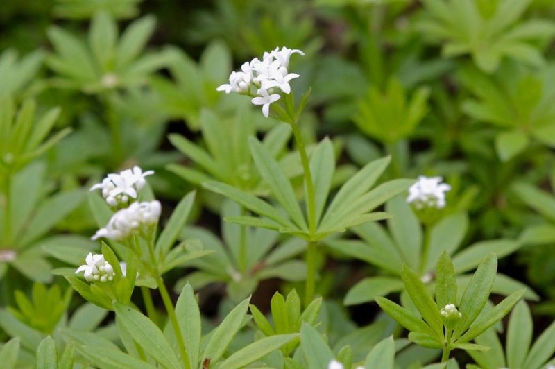 Sweet Woodruff (Galium odoratum)