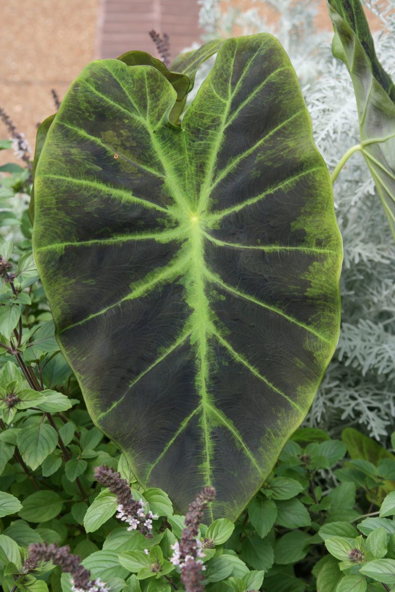 “Elephant ear” does not identify an edible plant