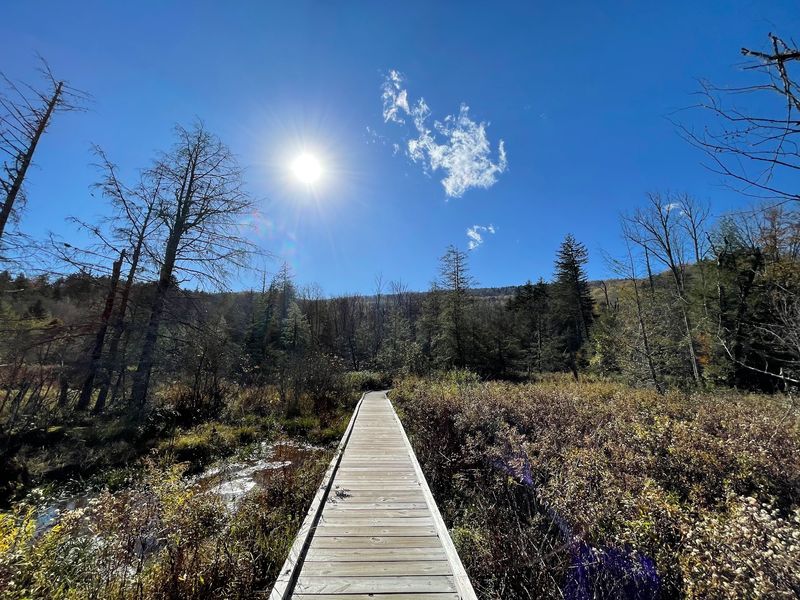 Cranberry Glades Boardwalk And Its Strange Little Bog