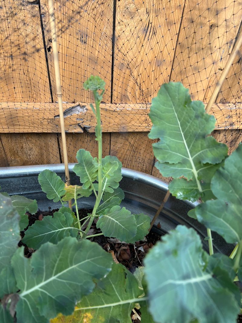 Healthy leaves can hide a damaged broccoli crown