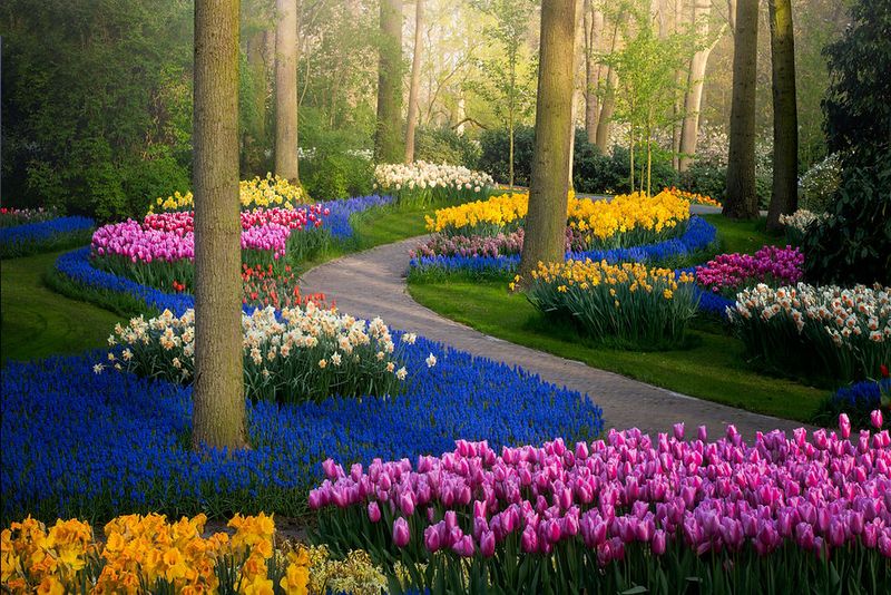 Tulip