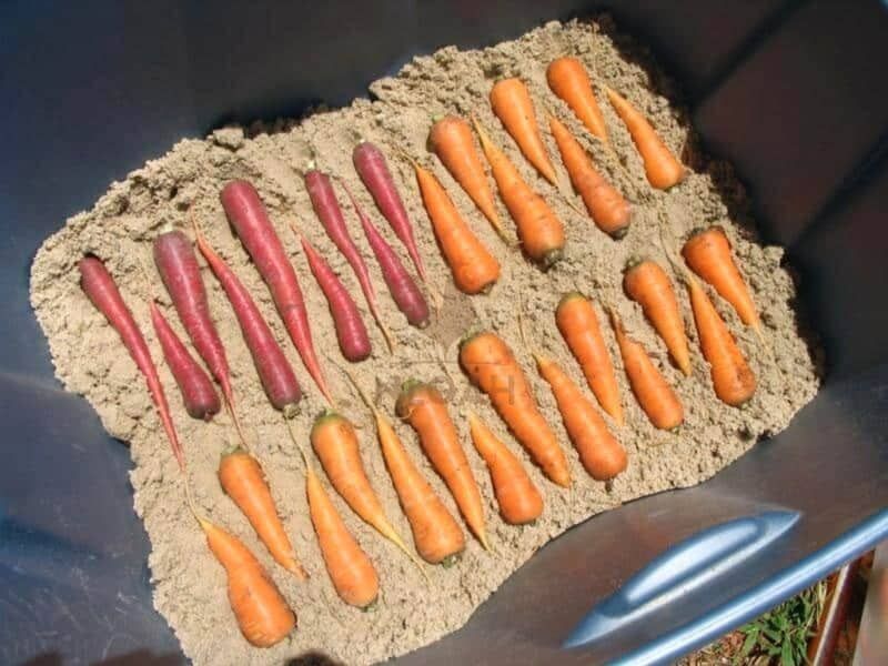 Skipping the Sand Box for a Big Harvest