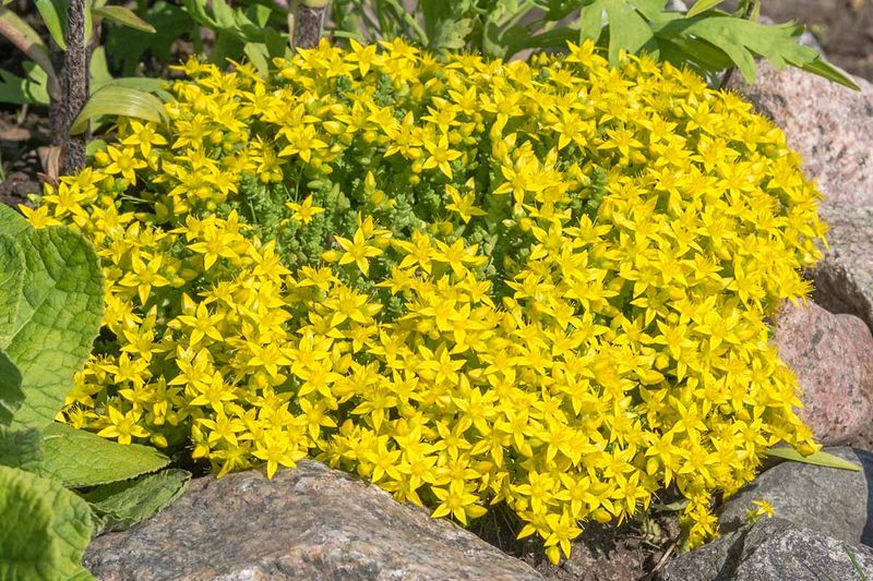 Goldmoss Sedum