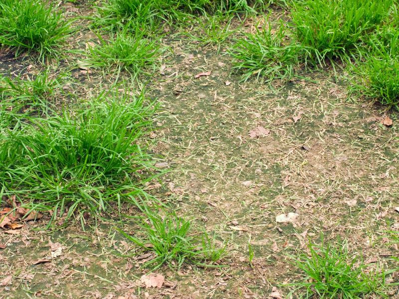 Pet Paths and Foot Traffic Trails