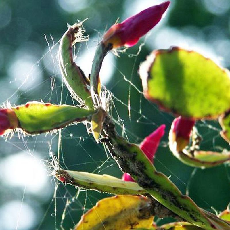 Pests and Diseases