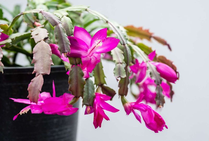 Repotting in the Middle of Bloom Season