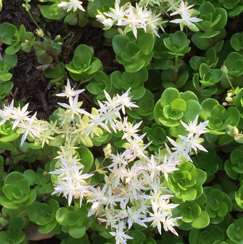 Mountain Stonecrop (Sedum ternatum)
