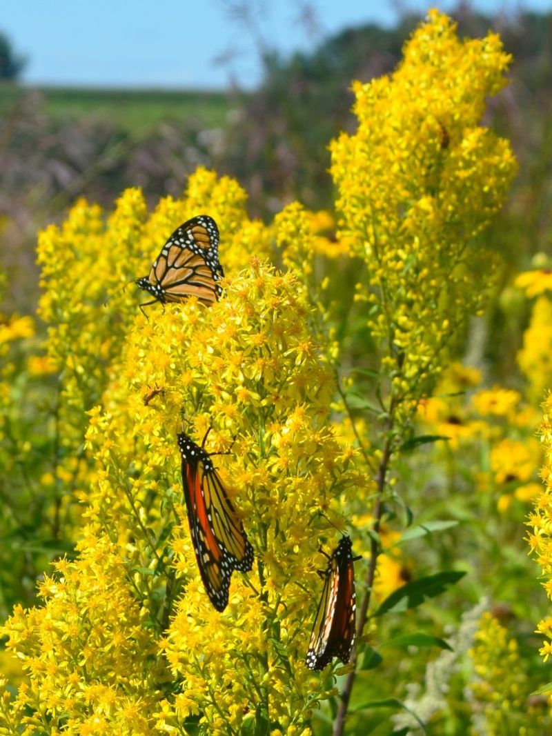 Goldenrod (Solidago species)