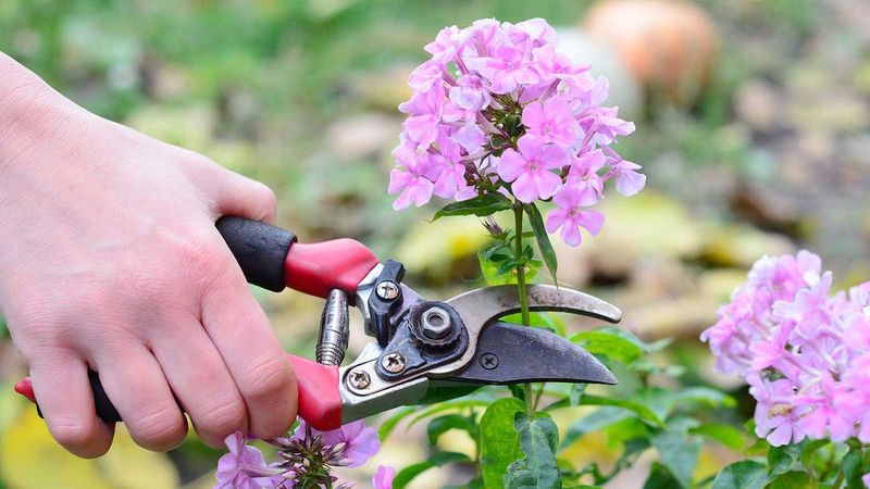 Garden Phlox (Phlox paniculata)