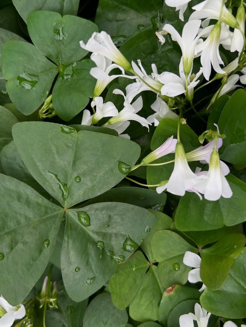 Oxalis regnellii (False Shamrock)