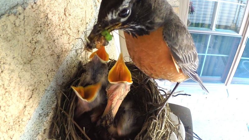 Let the parents feed and raise the chicks