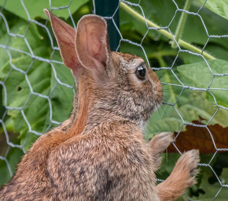 Protecting Blooms From Deer and Rabbits