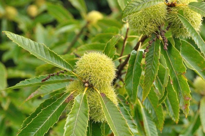 Nut production takes time, but decades are not promised