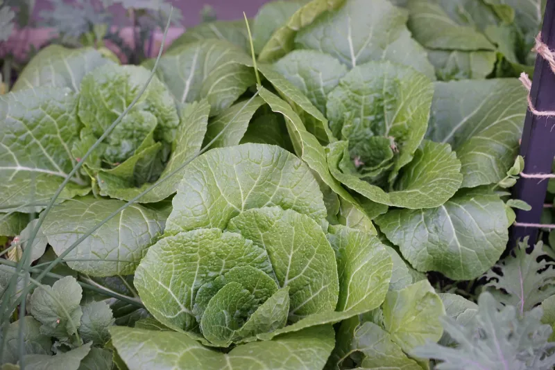 A fall plant may need more time before it tightens