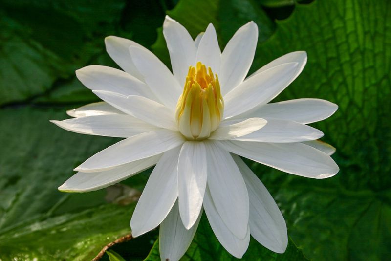Night-Blooming Water Lily (Nymphaea lotus)