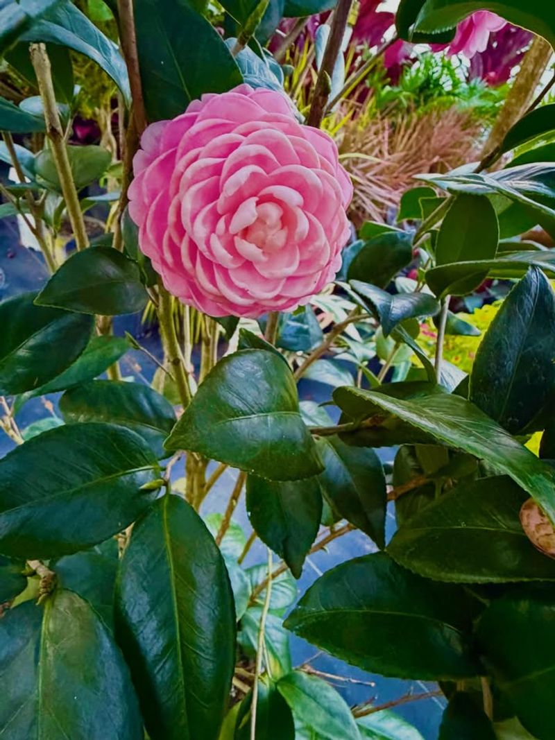 Camellia