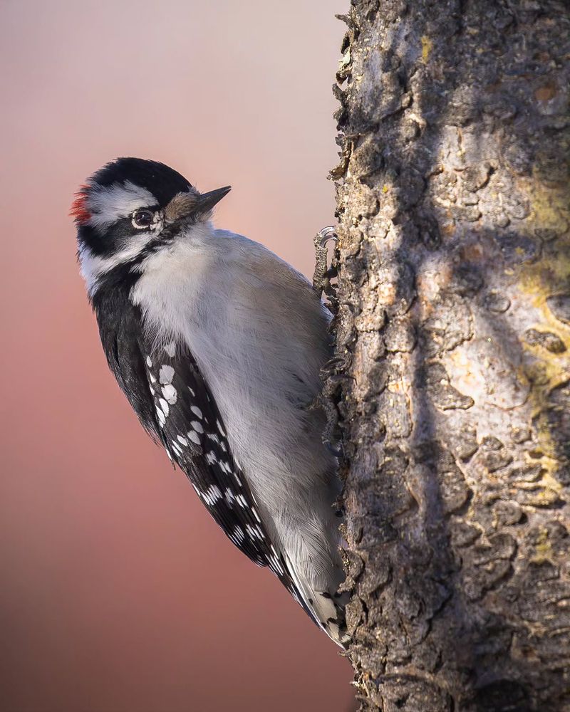 Downy Woodpecker